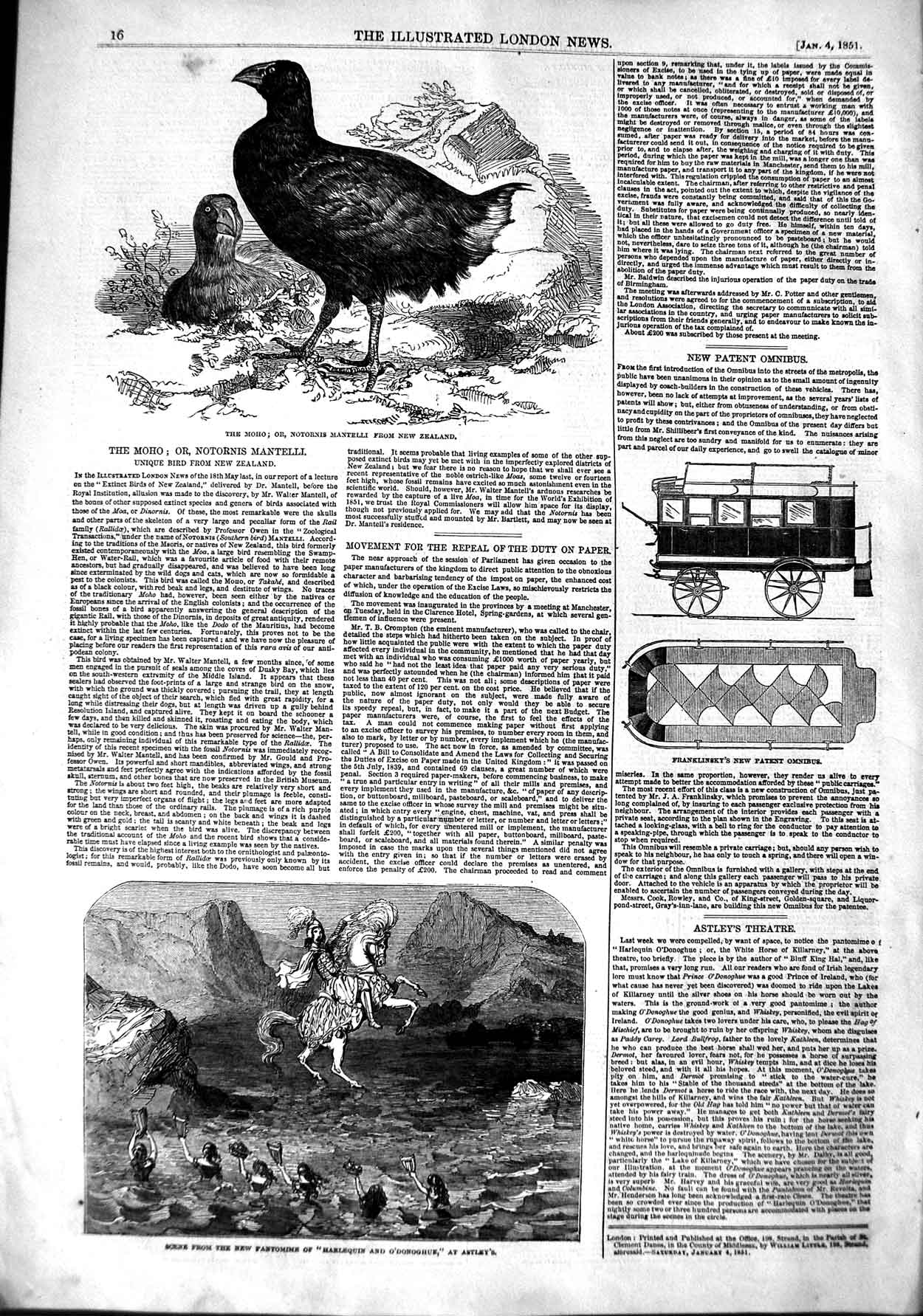 Original Old Antique Print 1851 Moho Notornis Mantelli Zealand Pantomime 19th