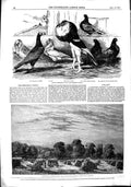 Old Antique Print 1851 Corn Field Pigeons Birds Pyne Percival Parkinson 19th