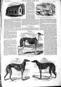 Original Old Antique Print 1851 Beddington Church Lola Montes Dog Manto 19th
