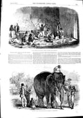 Original Old Antique Print 1851 India Ivory Cutters Elephant Berhampoor Bengal