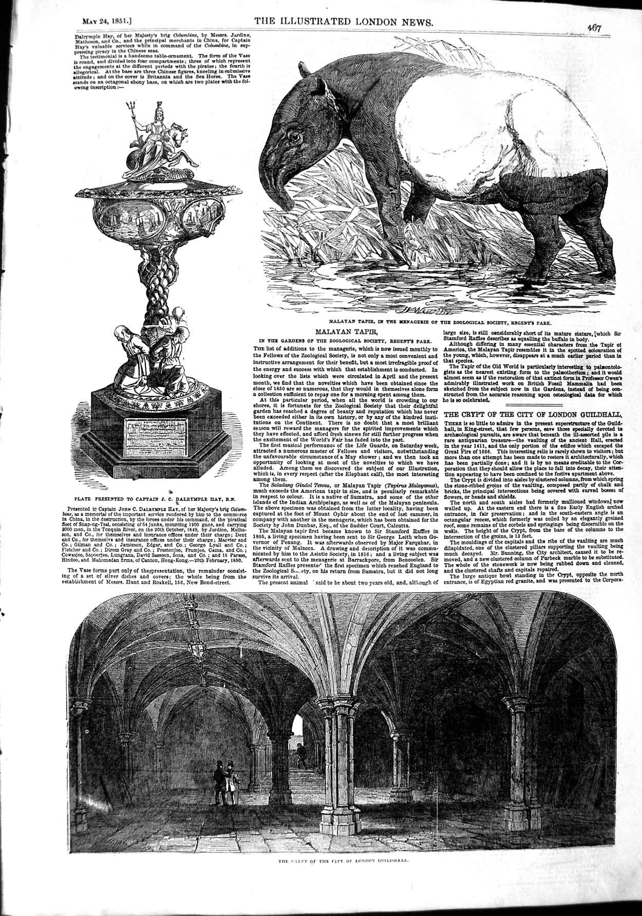 Original Old Antique Print 1851 Malayan Tapir Dalrymple Crypt Guildhall 19th