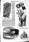 Old Antique Print 1851Flower Chelsea Church Islington Humming Birds Gould 19th