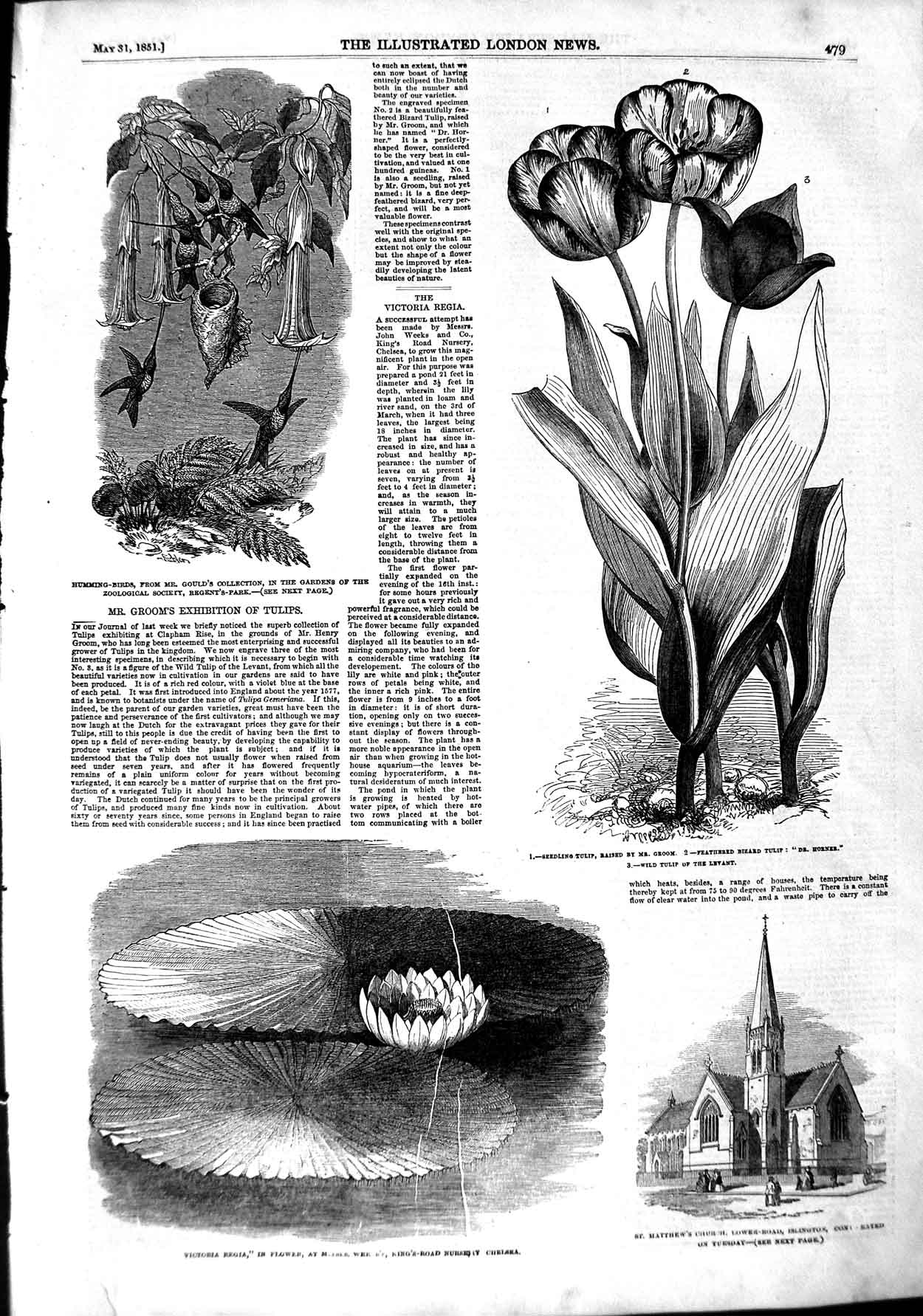 Old Antique Print 1851Flower Chelsea Church Islington Humming Birds Gould 19th