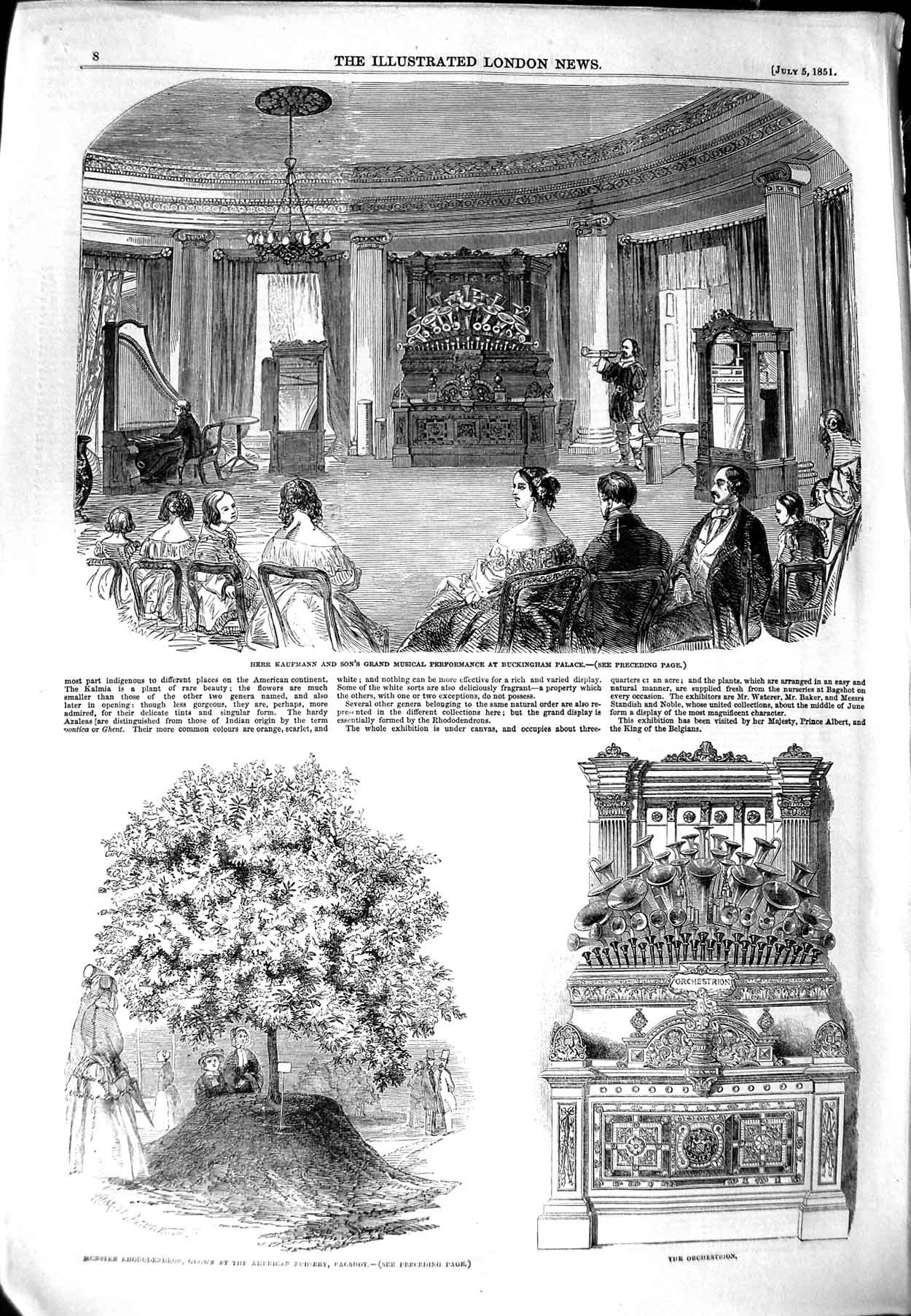 Original Old Antique Print 1851 Herr Kaufmann Buckingham Palace Rhododendron