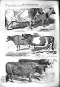 Old Antique Print 1851 Cattle Agriculture Show Windsor Short Horns Devon 19th