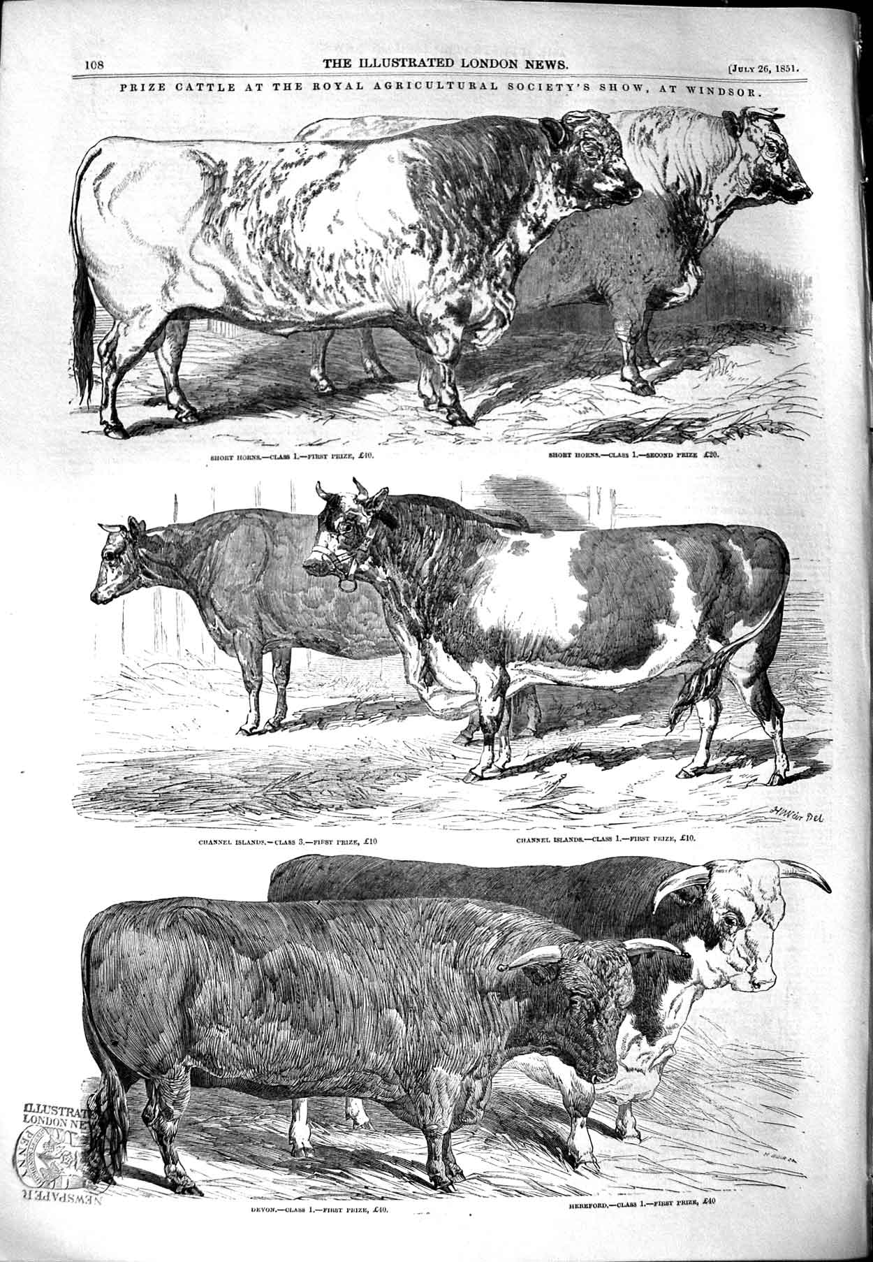Old Antique Print 1851 Cattle Agriculture Show Windsor Short Horns Devon 19th