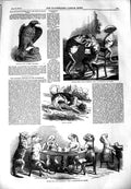 Original Old Antique Print 1851 Stuffed Cats Pointer Dog Jewelles Hawk Animals