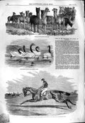 Original Old Antique Print 1851 Alpacas Knowsley Swans Newminster Hors Victorian