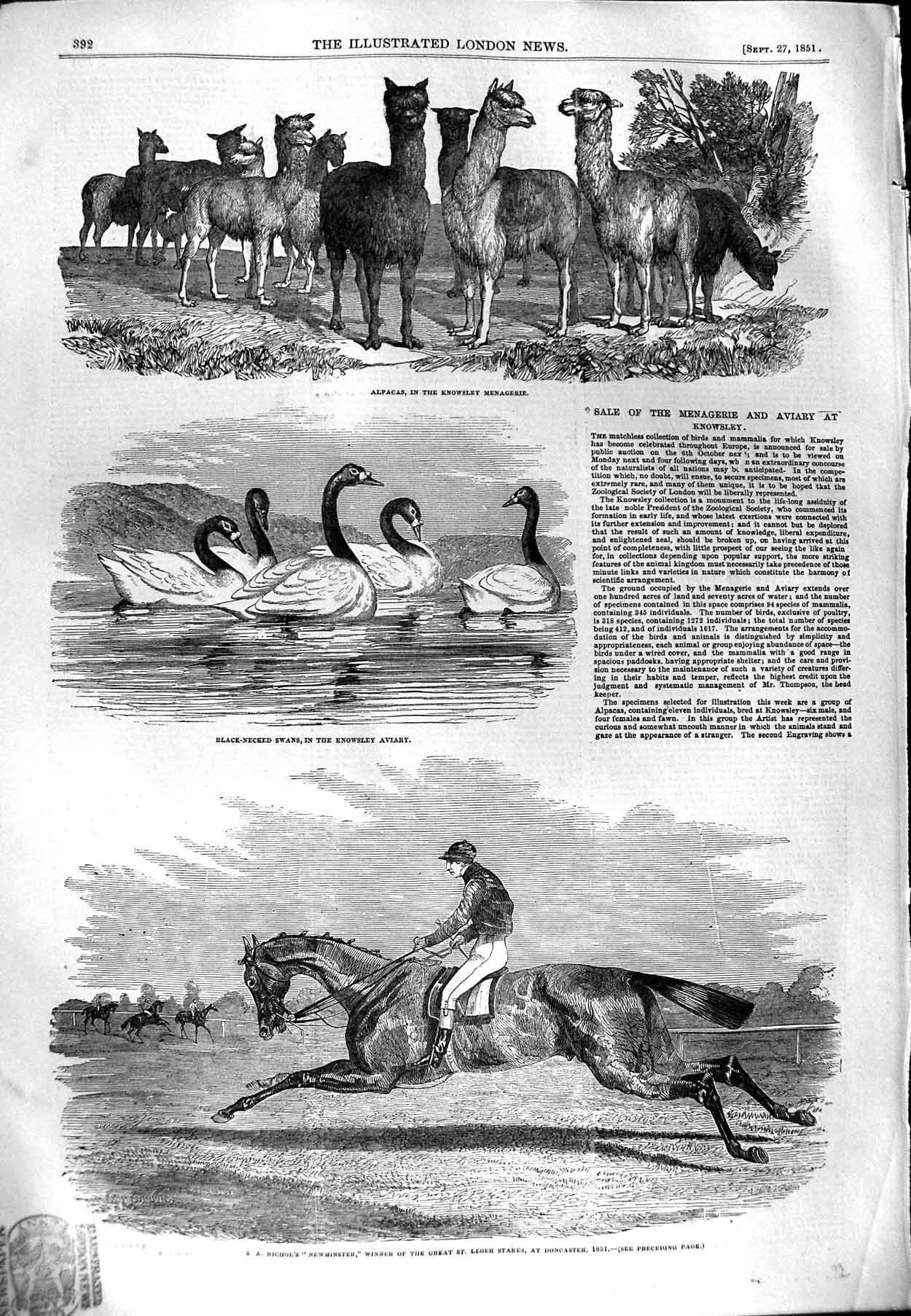 Original Old Antique Print 1851 Alpacas Knowsley Swans Newminster Hors Victorian