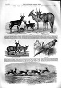 Original Old Antique Print 1851 Earl Derby Knowsley Animals Antelopes Parr 19th