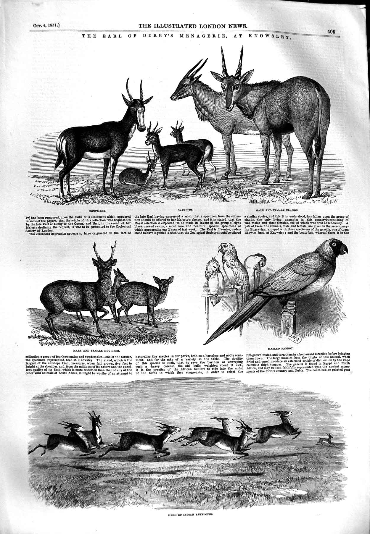 Original Old Antique Print 1851 Earl Derby Knowsley Animals Antelopes Parr 19th
