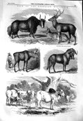 Old Antique Print 1851 Sale Knowsley Animals Deer Yak Elk Gnu Bull Cows 19th