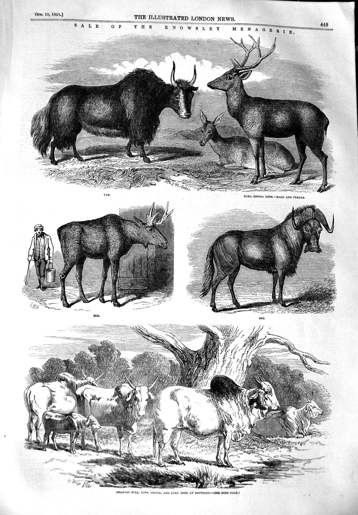 Old Antique Print 1851 Sale Knowsley Animals Deer Yak Elk Gnu Bull Cows 19th