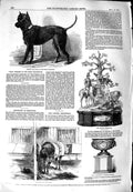 Original Old Antique Print 1851 Terrier Dog Horse Crib-Biting Conyers Bulkeley