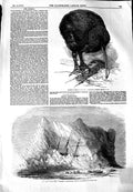 Original Old Antique Print 1851 Apteryx Regent'S Park Ship Intrepid Baffi 19th