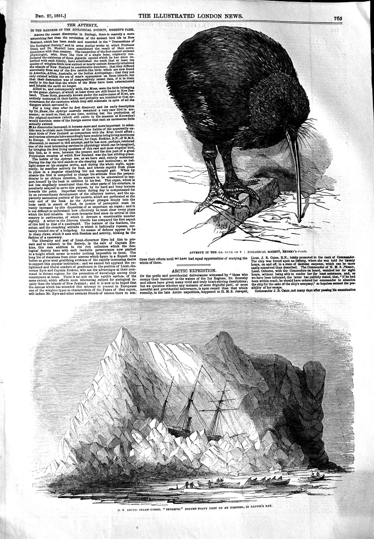Original Old Antique Print 1851 Apteryx Regent'S Park Ship Intrepid Baffi 19th