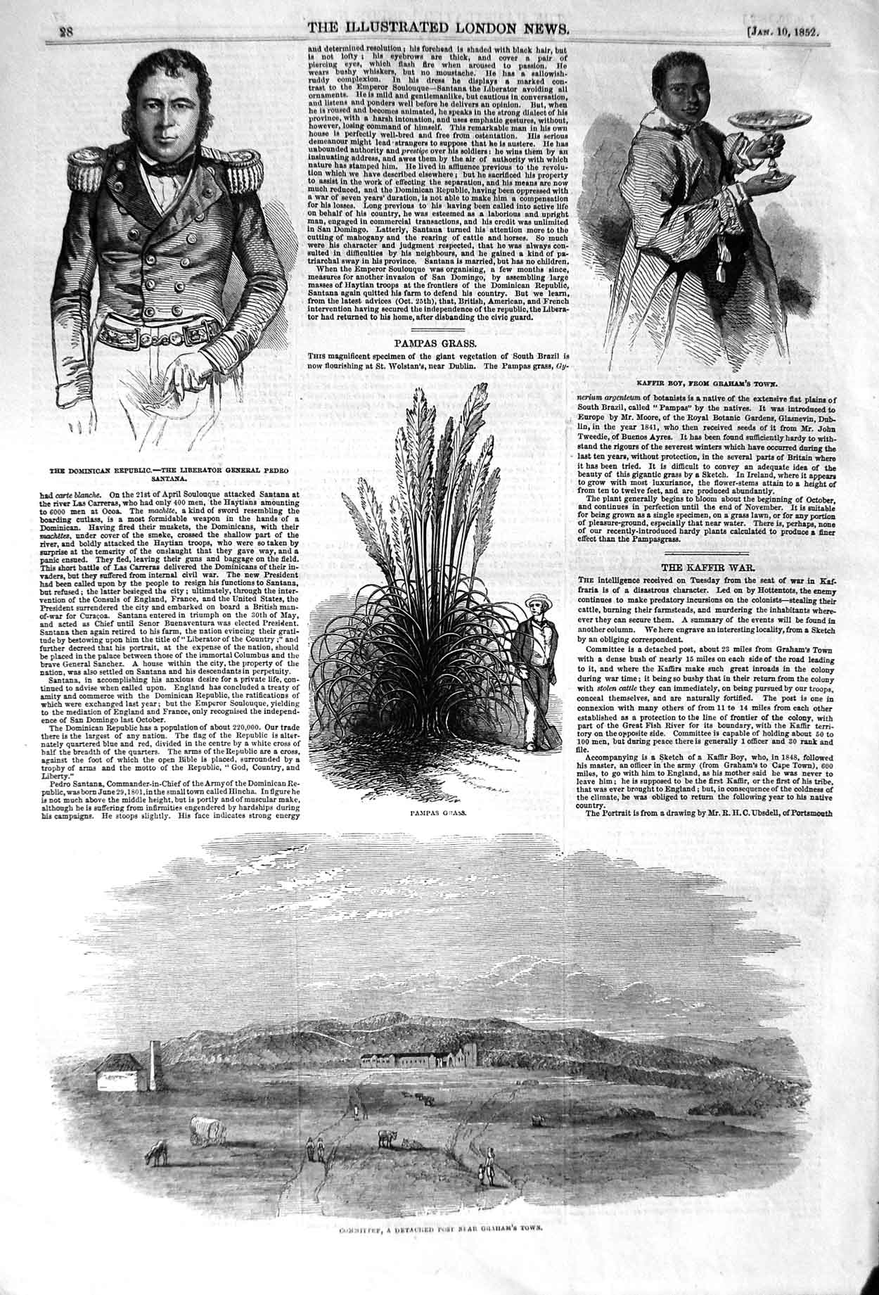 Original Old Antique Print 1852 Pampas Grass Grahams Town Kaffir Pedro 19th