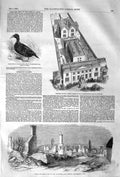 Original Old Antique Print 1852 Surf-Scoter Bird Homerton College Harwell Fire