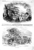 Original Old Antique Print 1852 Syon Great Plant House Duke Northumberla 19th