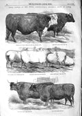 Original Old Antique Print 1852 Prize Cattle Show Royal Agricultural Lewes Cows