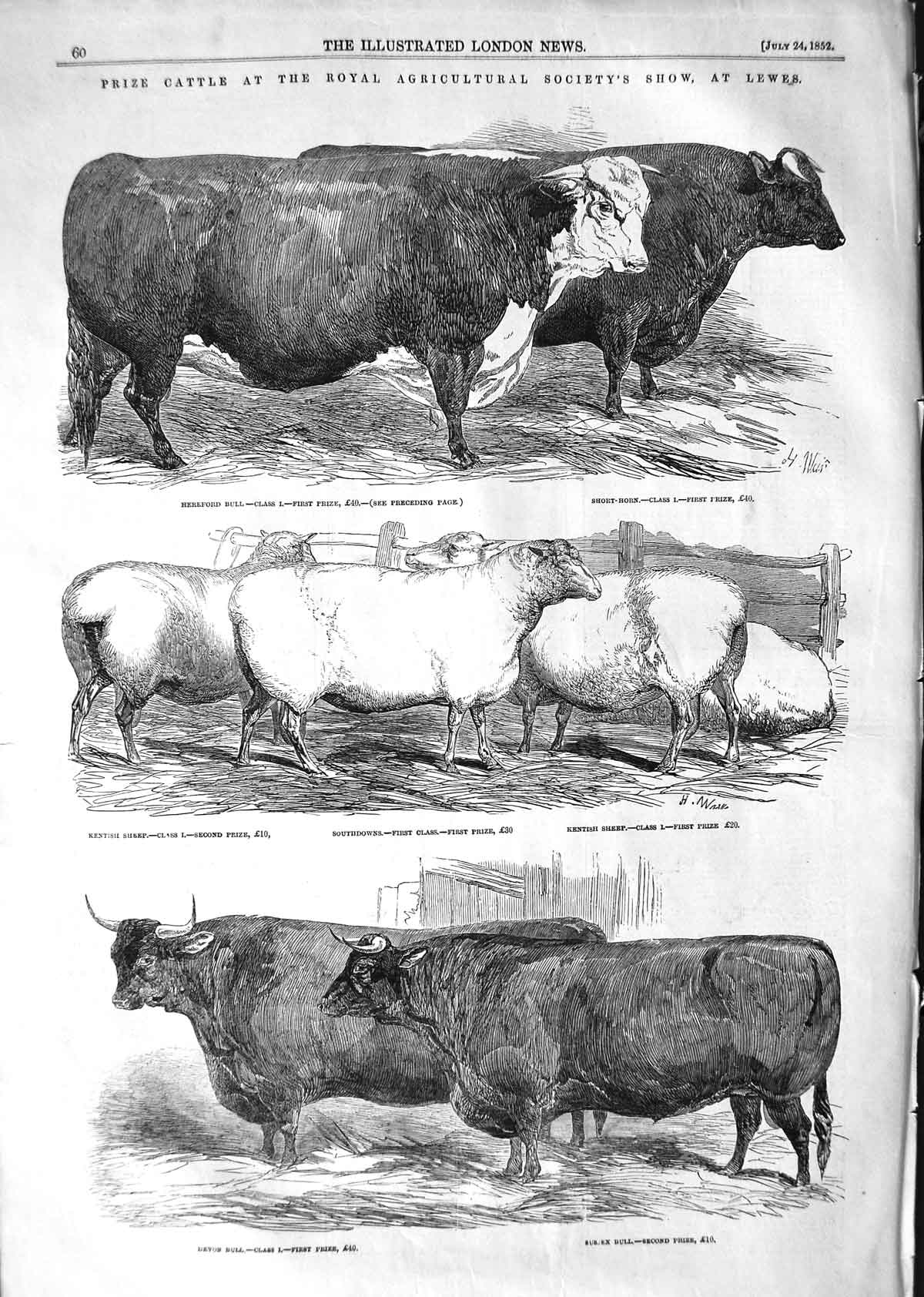 Original Old Antique Print 1852 Prize Cattle Show Royal Agricultural Lewes Cows