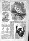 Original Old Antique Print 1852 Leighton Buzzard Church Snow-Bord Chimpanzee