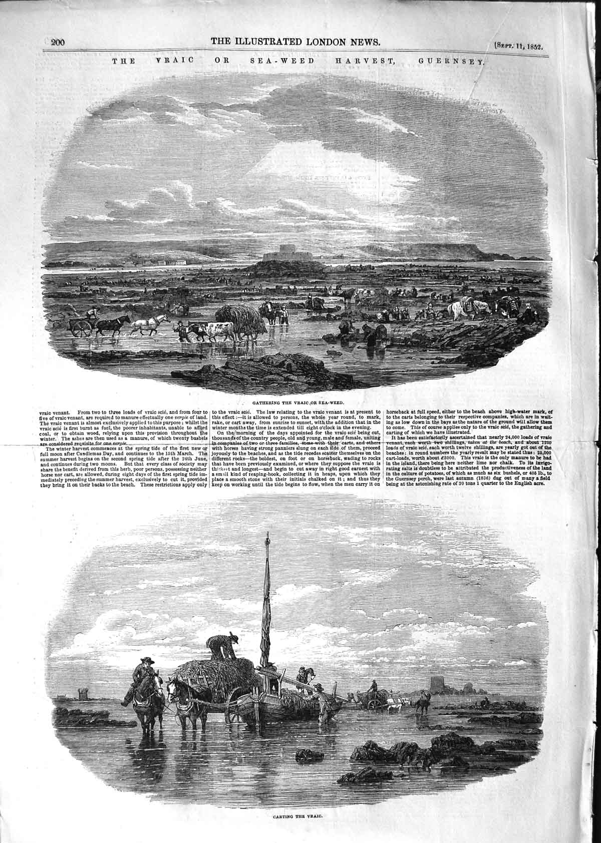 Original Old Antique Print 1852 Vraic Sea-Weed Harvest Guernsey Hors Victorian