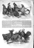Old Antique Print 1852 Prize Poultry Great Yarmouth Cochin-China Astley 19th