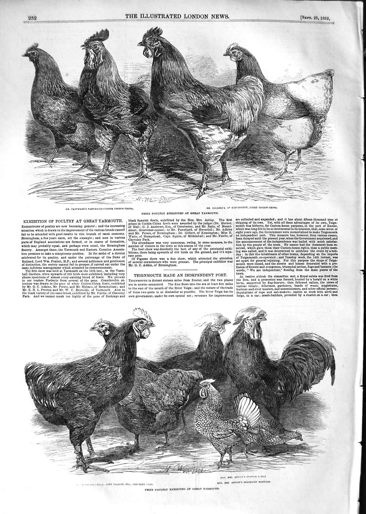 Old Antique Print 1852 Prize Poultry Great Yarmouth Cochin-China Astley 19th
