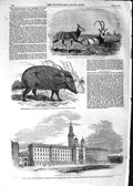 Antique Old Print *3172 1852 Guy'S Hospital Southwark Choiropotamus Leucoryx