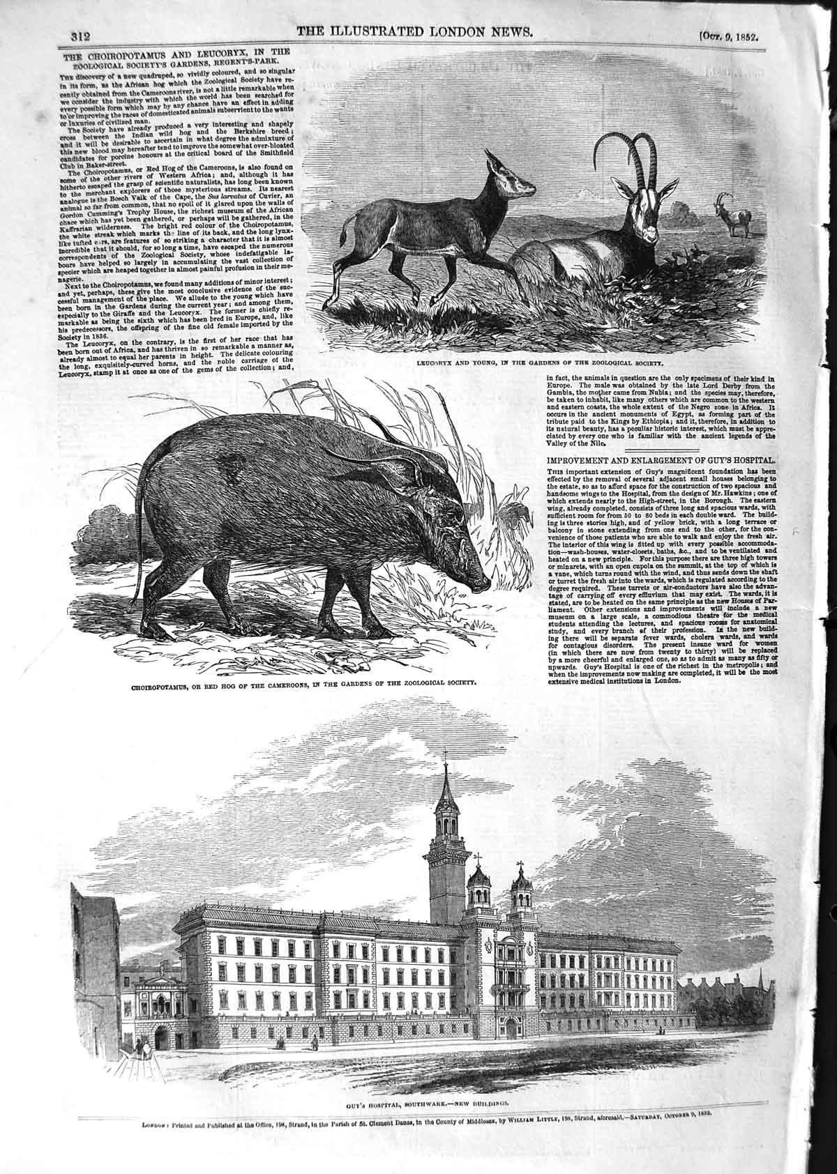 Antique Old Print *3172 1852 Guy'S Hospital Southwark Choiropotamus Leucoryx