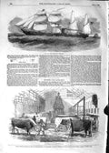 Old Antique Print 1852 Screw Steam-Ship Adelaide Smithfield Cattle Show 19th