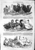 Old Antique Print 1852 Prize Birds Astley Cochin-China Duck Buff Hamburg 19th