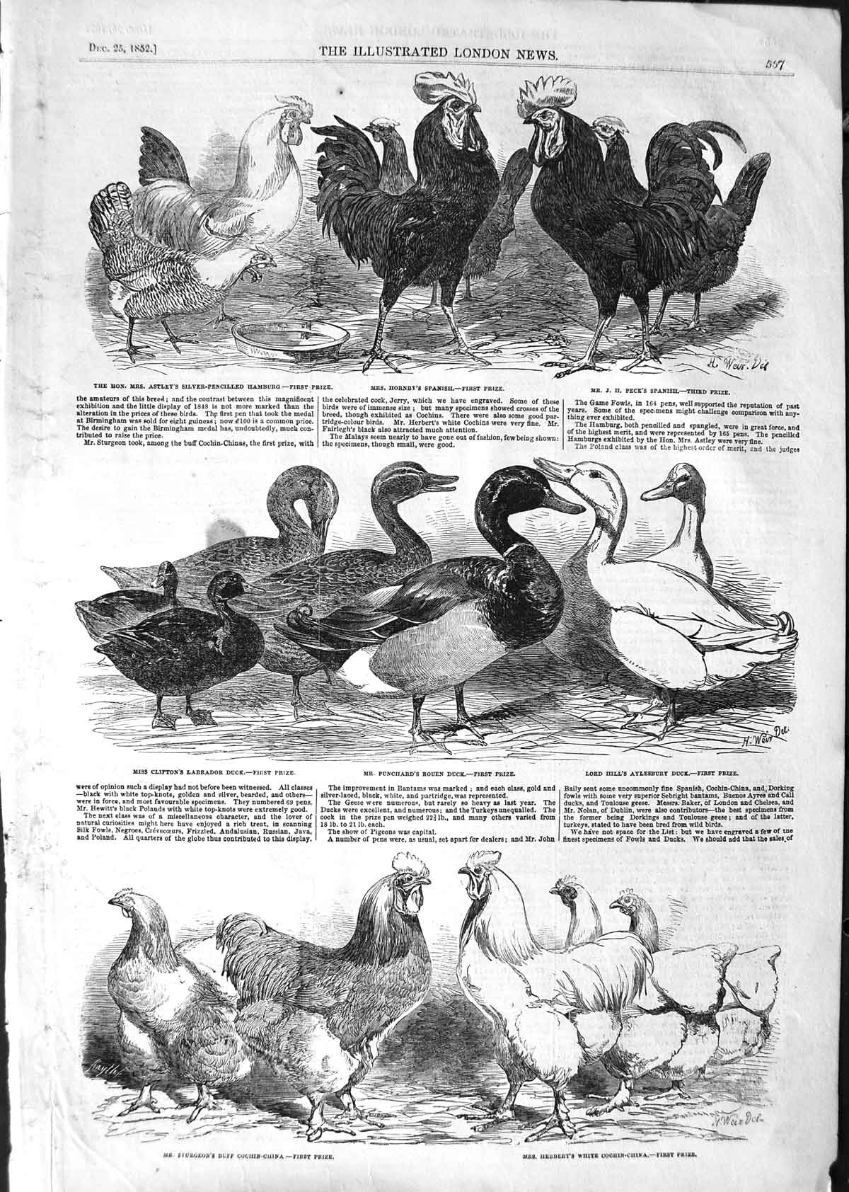 Old Antique Print 1852 Prize Birds Astley Cochin-China Duck Buff Hamburg 19th