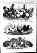 Original Old Antique Print 1853 Metropolitan Poultry Show Rabbits Bantams Fowl