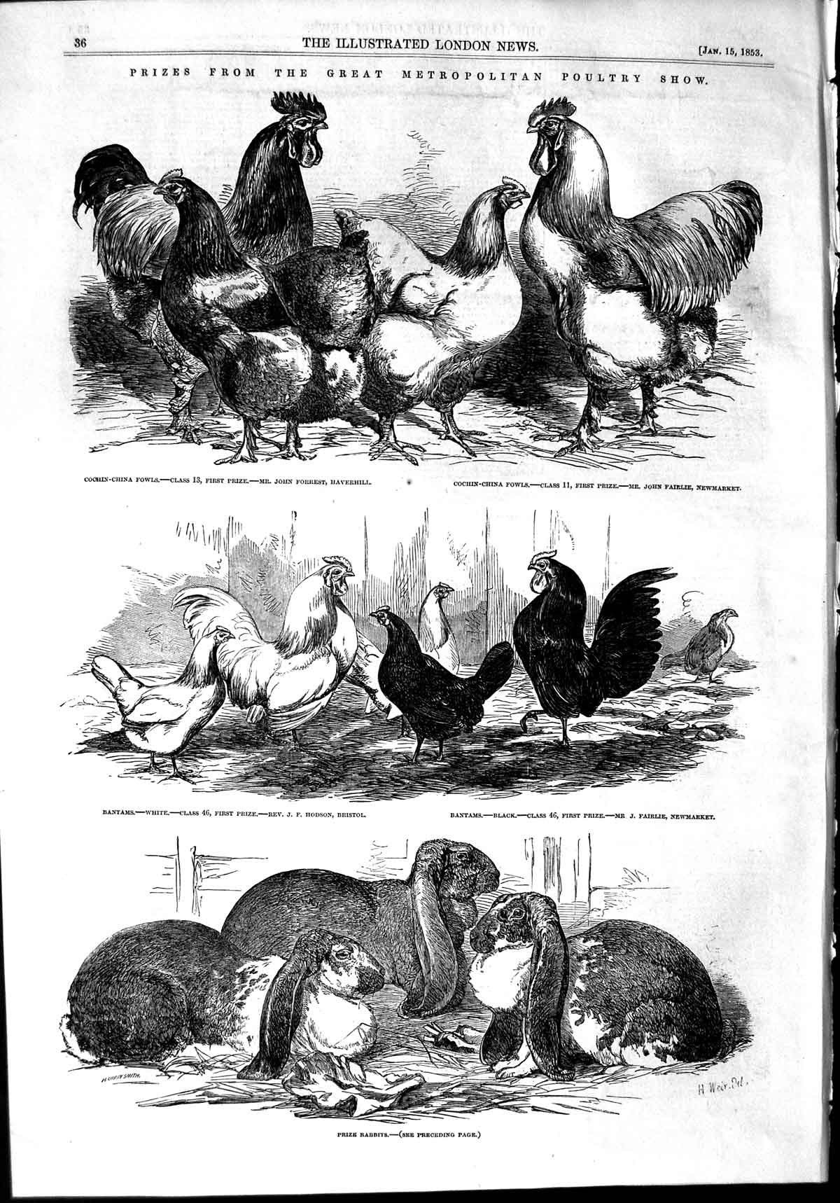 Original Old Antique Print 1853 Metropolitan Poultry Show Rabbits Bantams Fowl