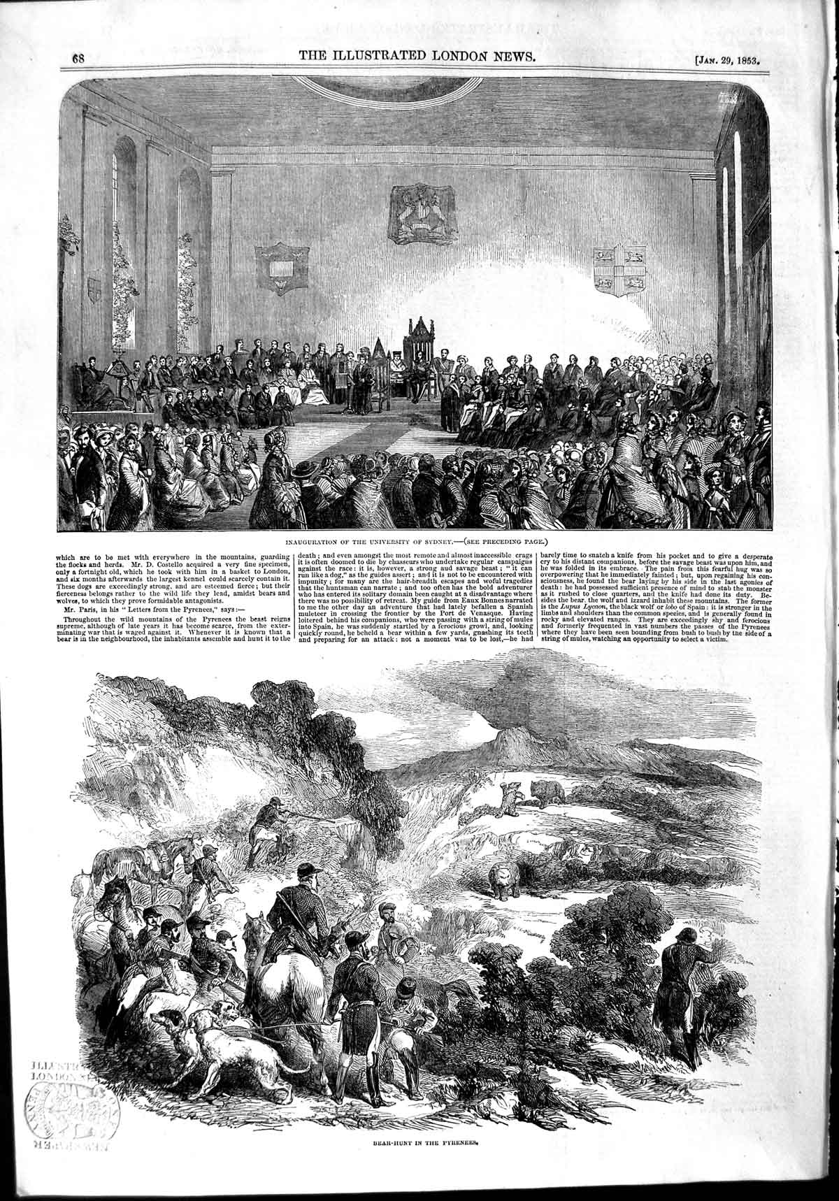 Old Antique Print 1853 University Sydney Bear Hunting Pyreness Mountains 19th