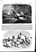 Old Antique Print 1853 Royal Mail Steam Ship Calcutta Mauritius Shanghae 19th
