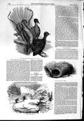 Old Antique Print 1853 Menura Alberti Birds Australia Winter California 19th