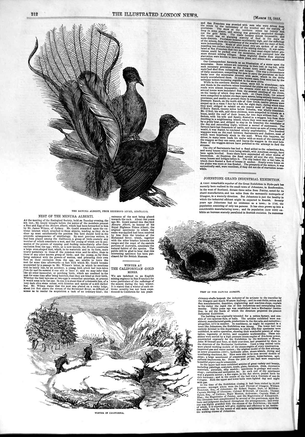 Old Antique Print 1853 Menura Alberti Birds Australia Winter California 19th