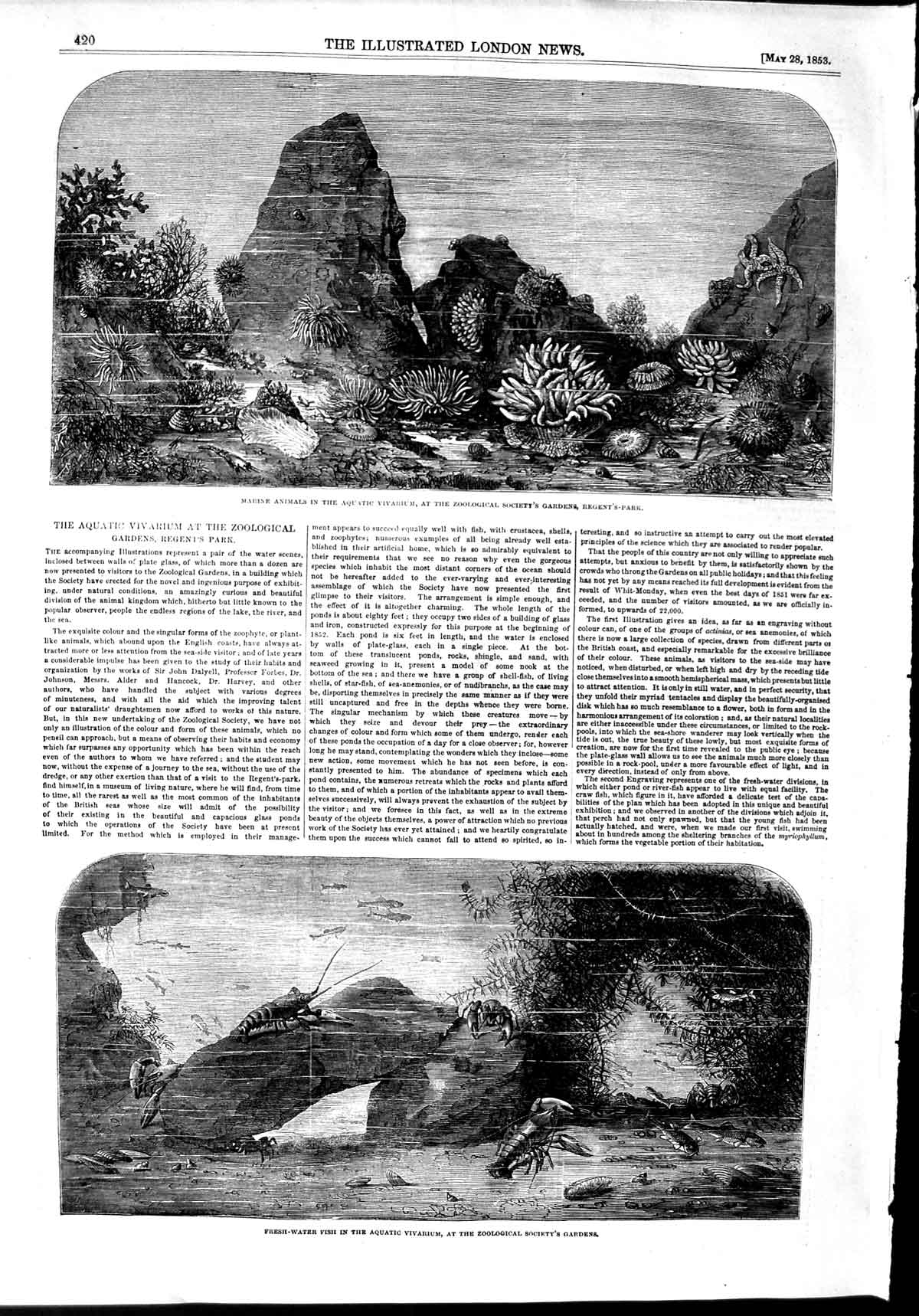 Original Old Antique Print 1853 Marine Animals Fish Aquatic Vivarium Zoological