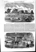 Original Old Antique Print 1853 Friern Manor Dairy Farm Cattle Cow-Shed 19th
