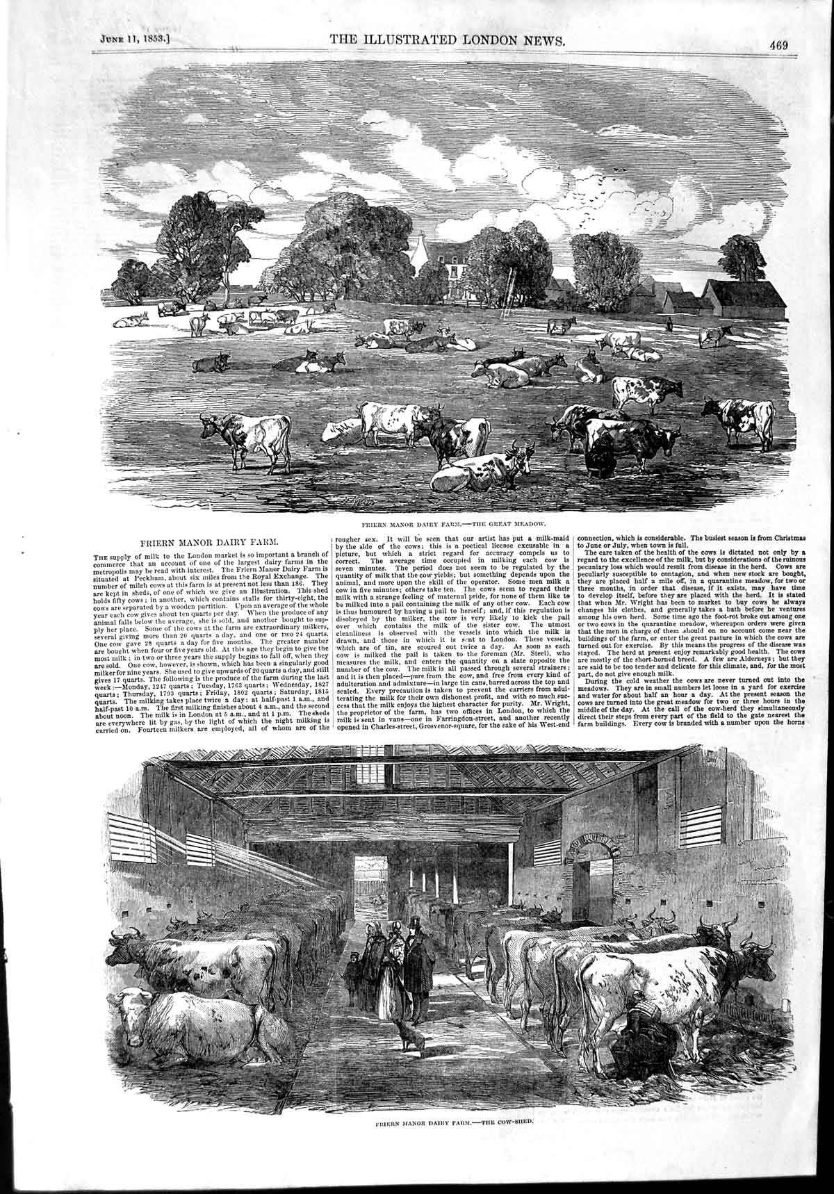 Original Old Antique Print 1853 Friern Manor Dairy Farm Cattle Cow-Shed 19th