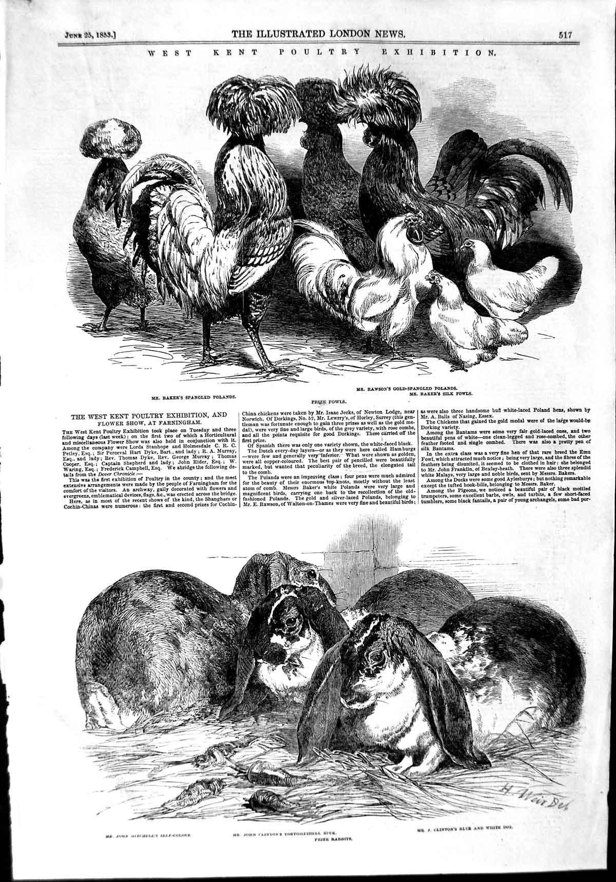 Original Old Antique Print 1853 Kent Poultry Baker Rawson Clinton Rabbits Fowls