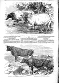 Original Old Antique Print 1853 Welsh Breed Cattle Bull Cow Short-Horn Victorian