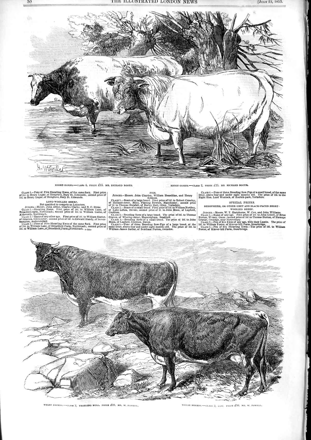 Original Old Antique Print 1853 Welsh Breed Cattle Bull Cow Short-Horn Victorian