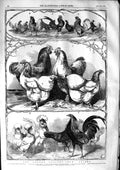 Original Old Antique Print 1853 London Poultry Show Cochin-China Bantam 19th
