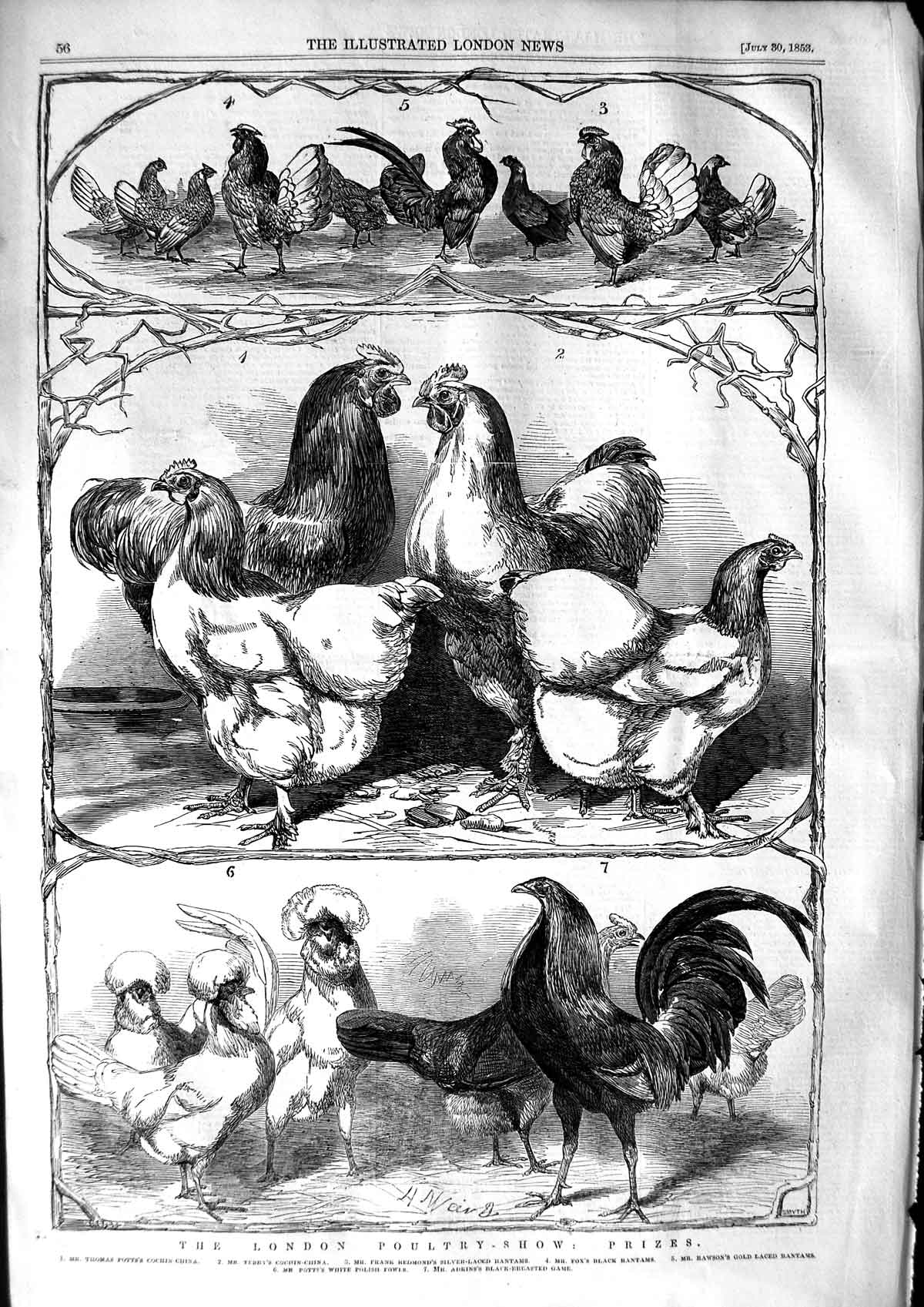 Original Old Antique Print 1853 London Poultry Show Cochin-China Bantam 19th