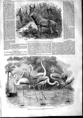 Original Old Antique Print 1853 Bubale Antelope Flamingoes Regent'S Park London