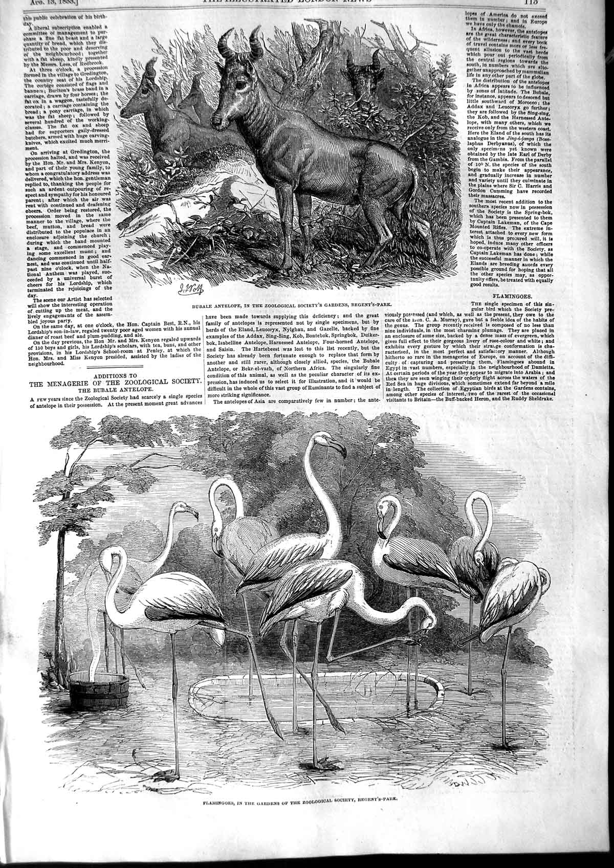 Original Old Antique Print 1853 Bubale Antelope Flamingoes Regent'S Park London